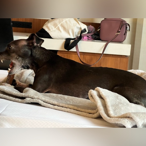 Adidog One-Piece Jogging Romper | XS - Picture 6 of 6